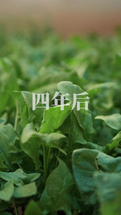 《情满垛子村》剧照