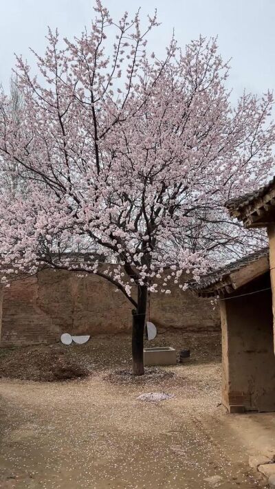 《大姐慧芳》劇照