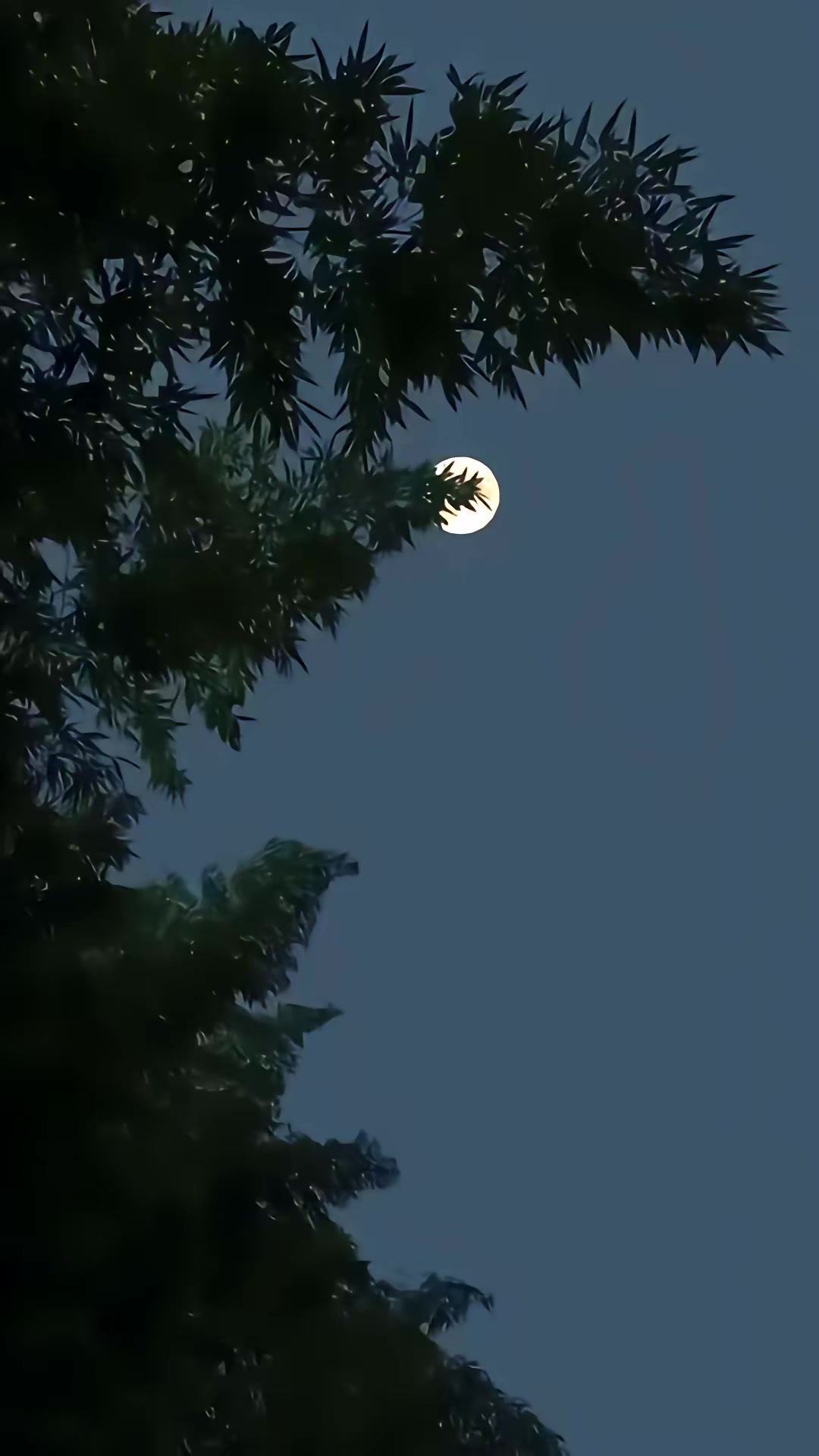 《狐闹》剧照
