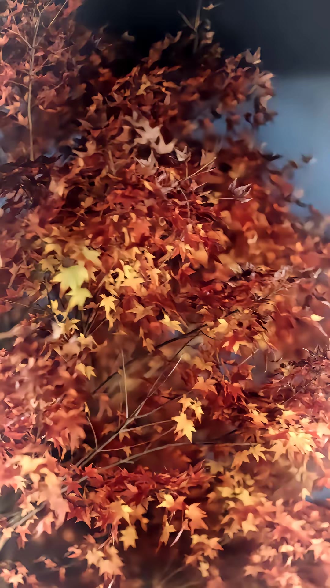 《傲嬌小青梅甜又黏，又在偷看我了》劇照