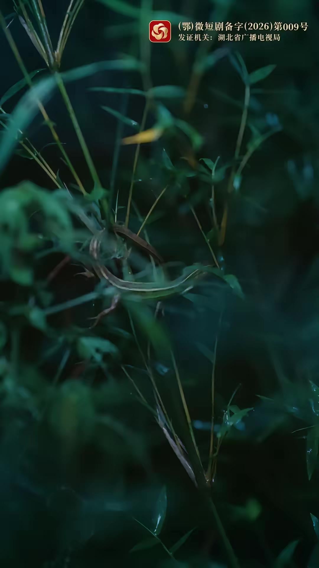 《枝頭春意鬧》劇照