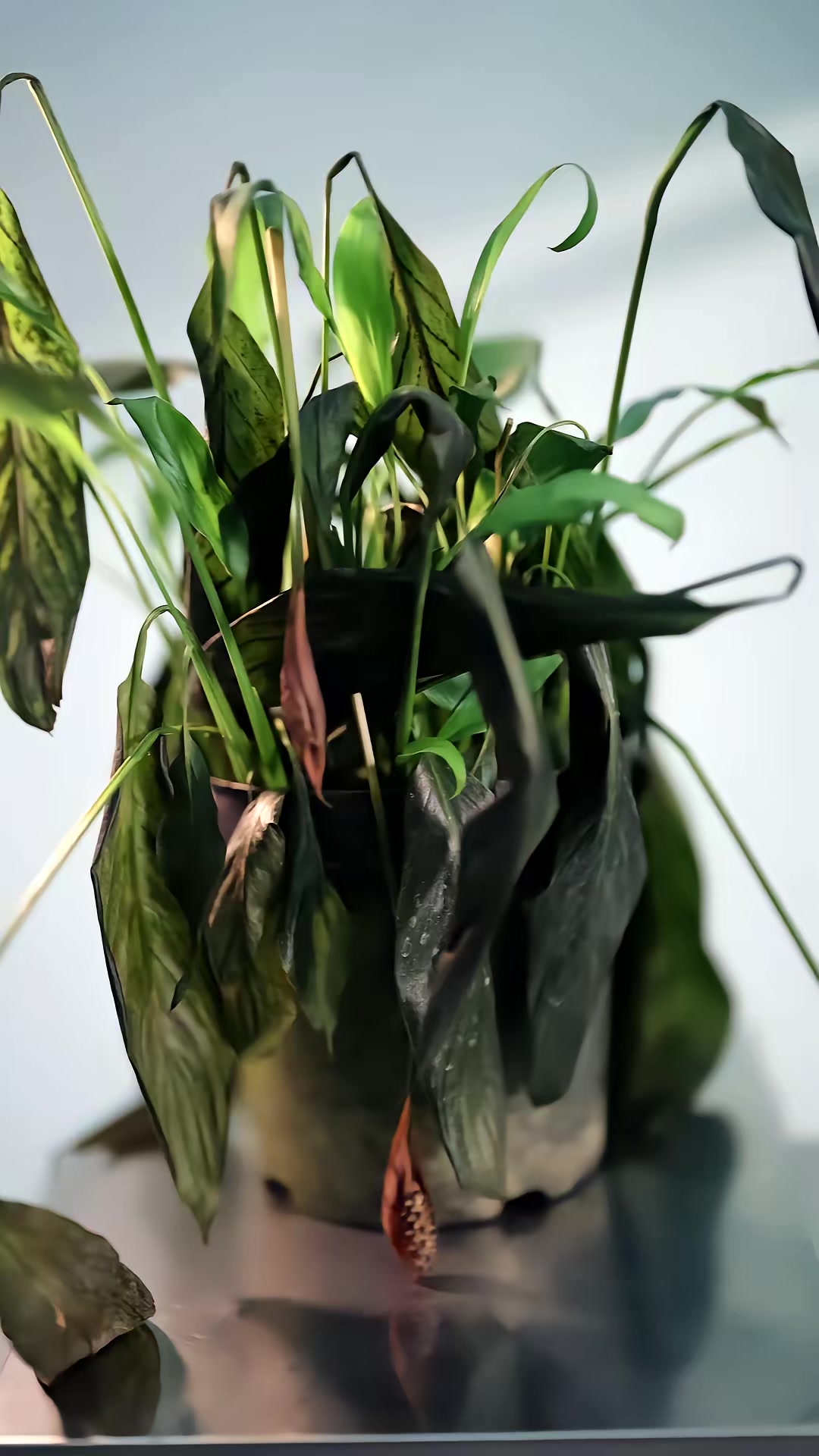 《癌症晚期離婚》劇照