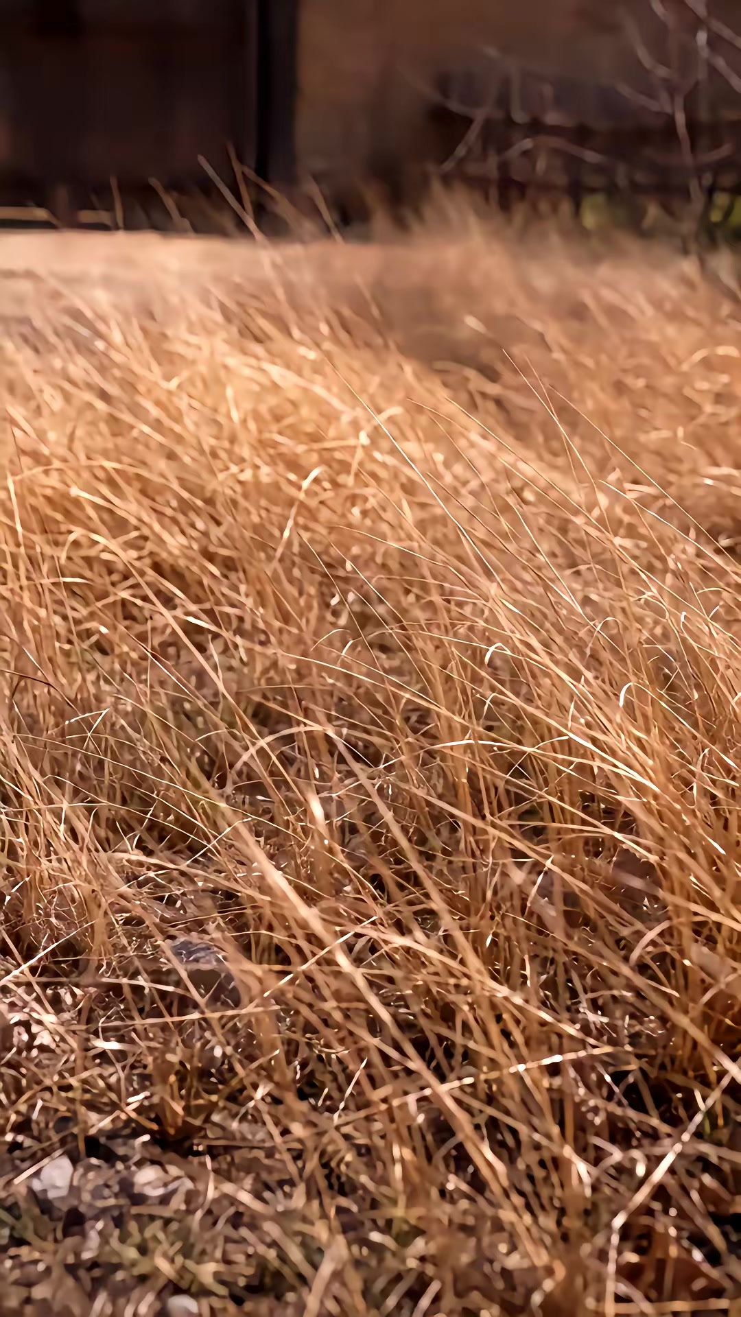 《饥荒绝境，米粒的树洞通未来》剧照