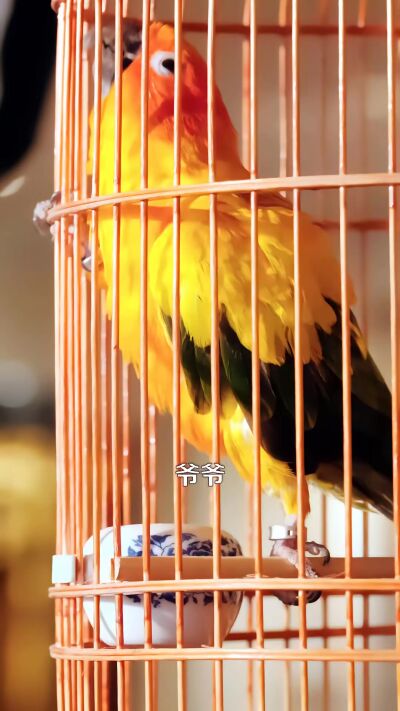 《我孫子怎麼成鸚鵡了》劇照