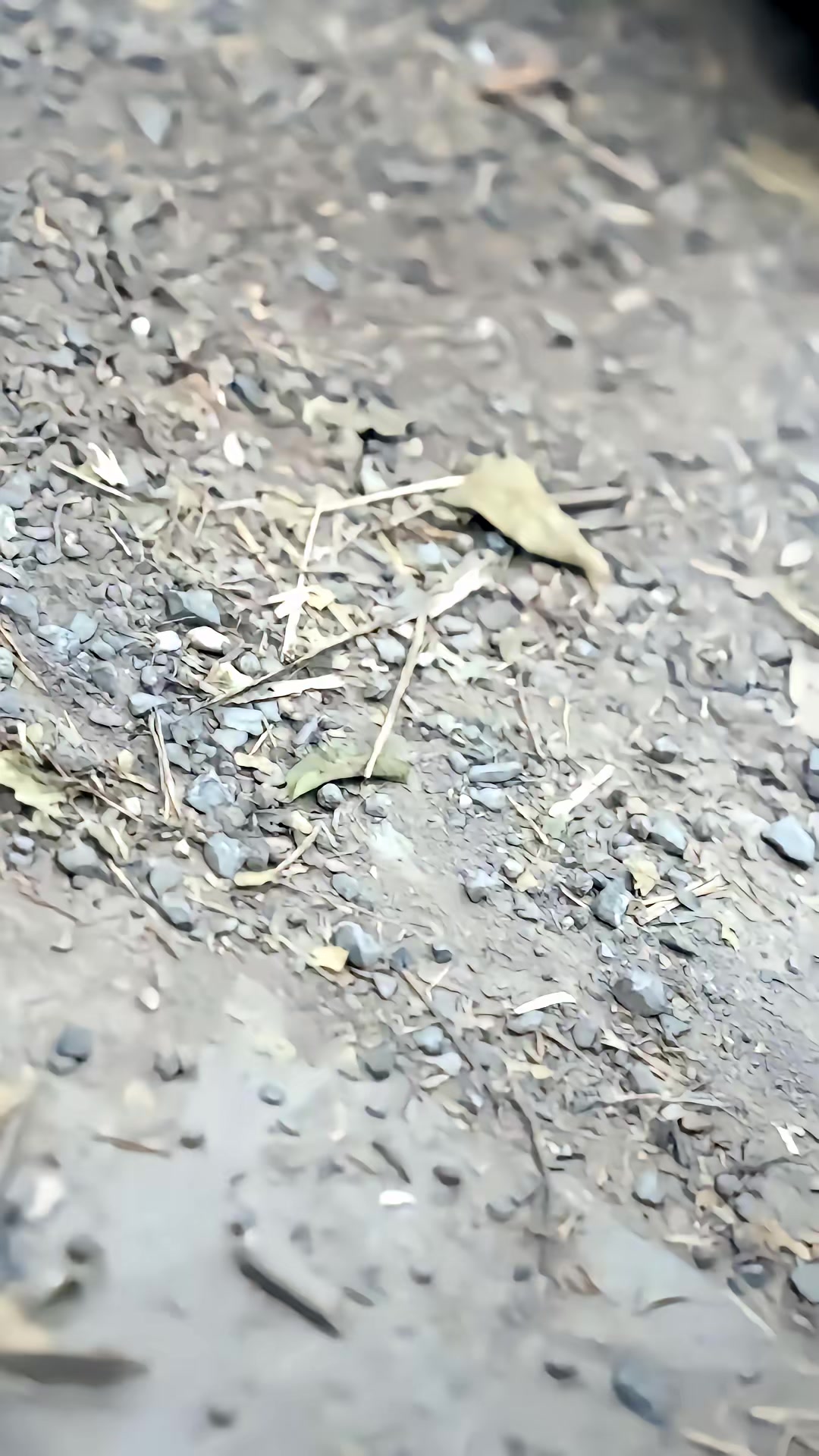 《以筆安雙親》劇照