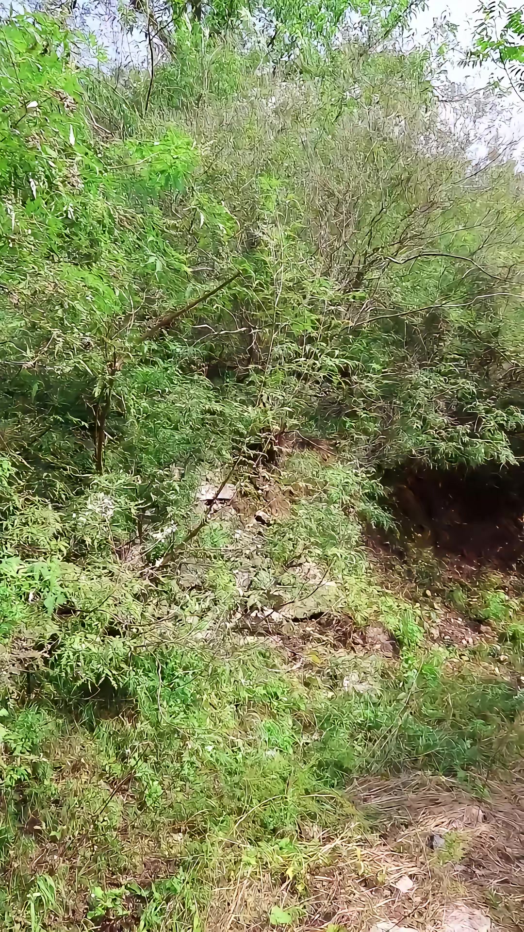 《狐闹》剧照