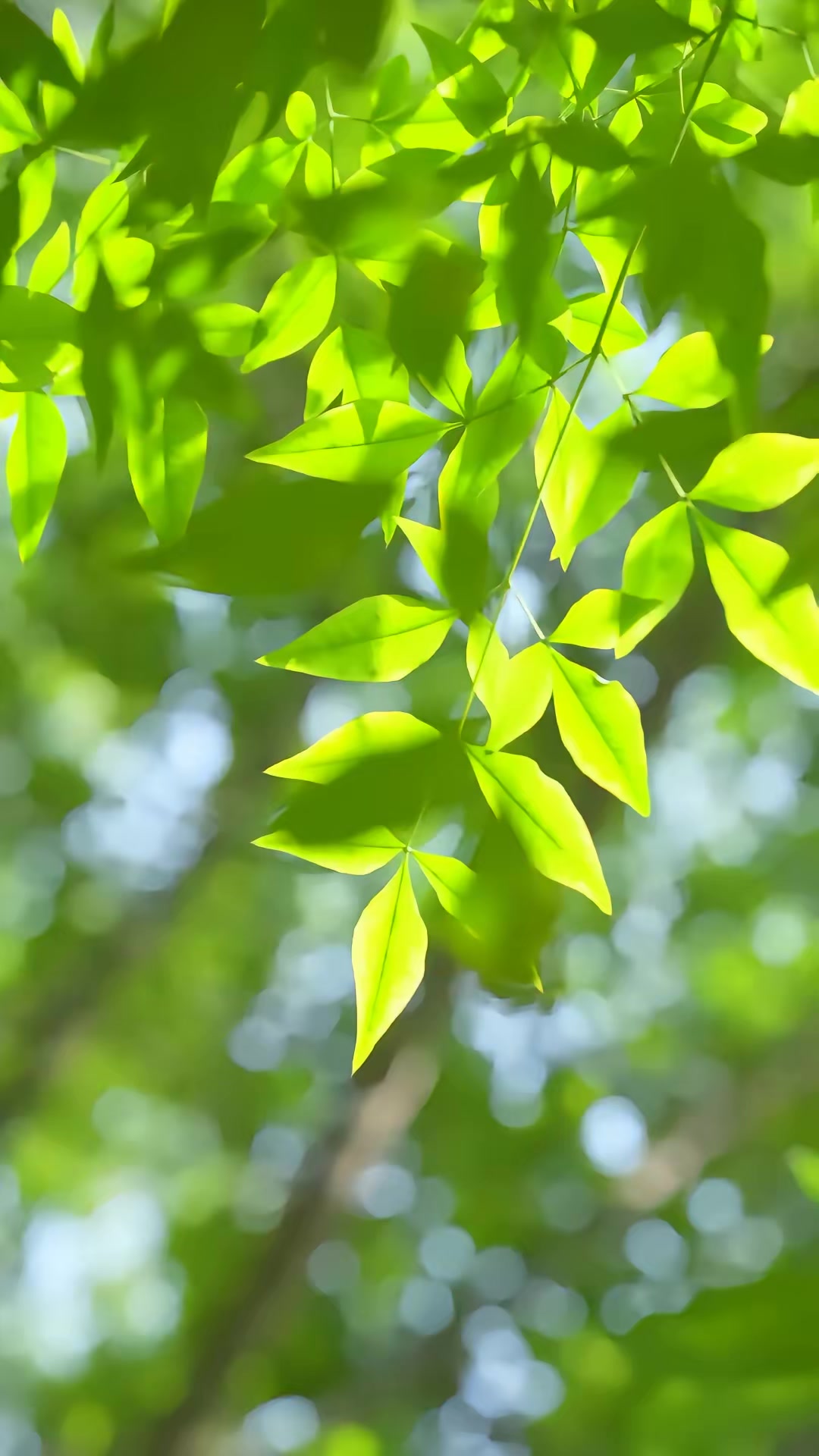 《桑屿已晚》剧照