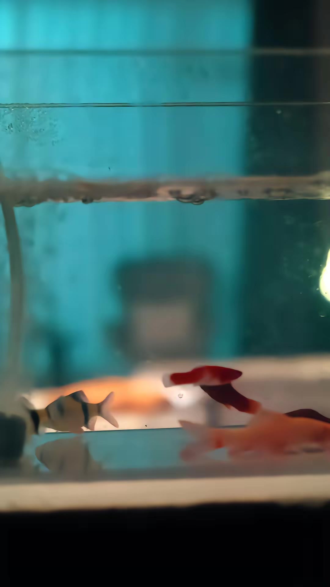 《驕驕藏不住》劇照