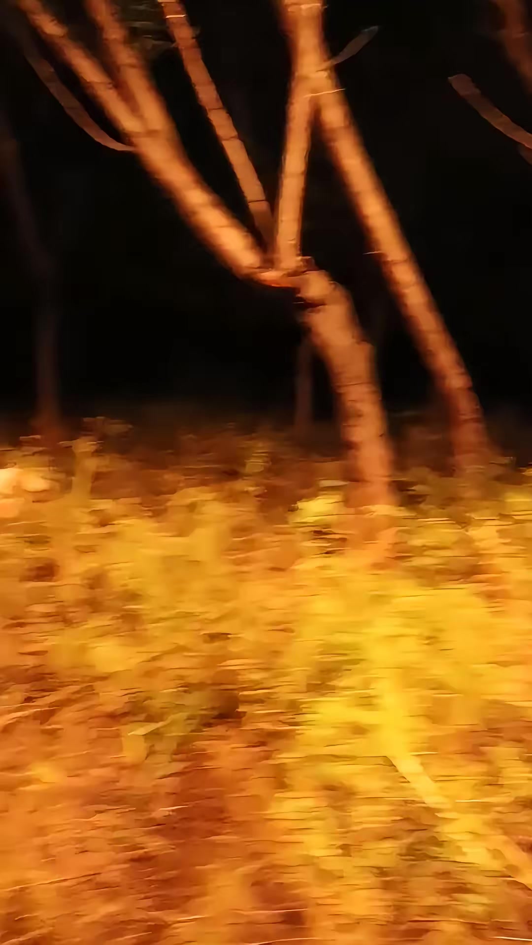 《狐闹》剧照
