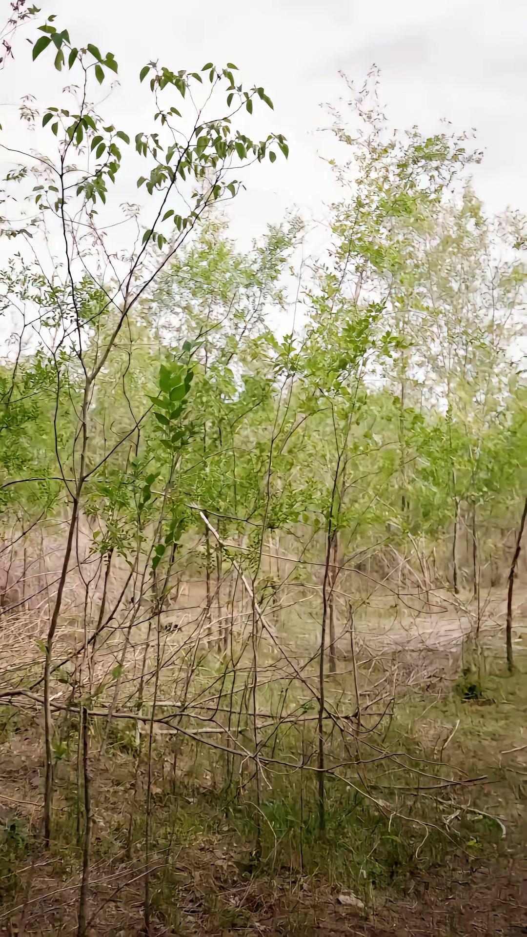 《豬精》劇照