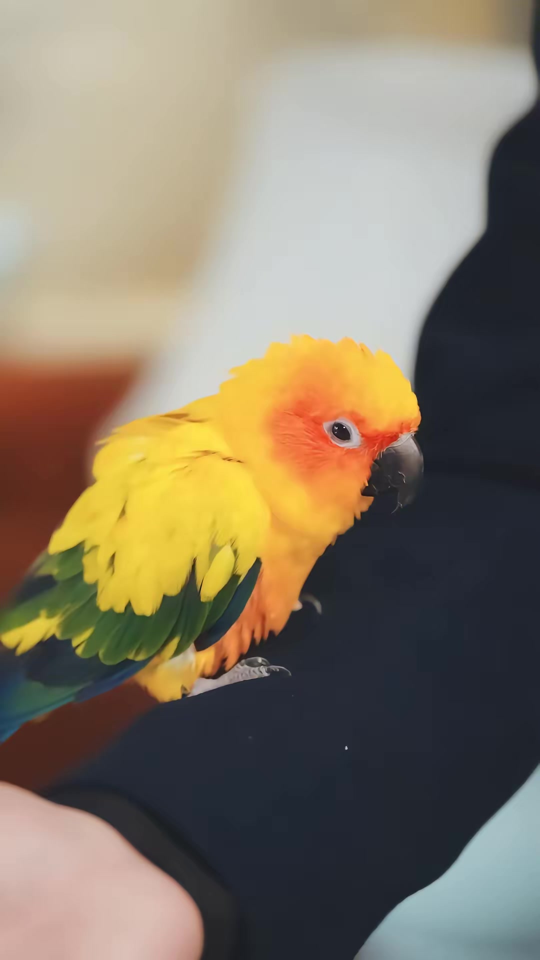 《我孫子怎麼成鸚鵡了》劇照