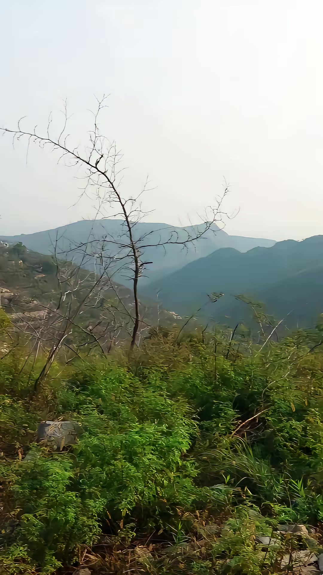 《狐闹》剧照