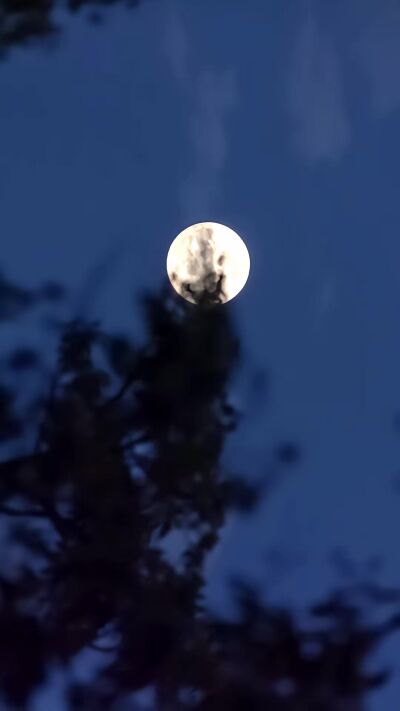 《霸王枪》剧照