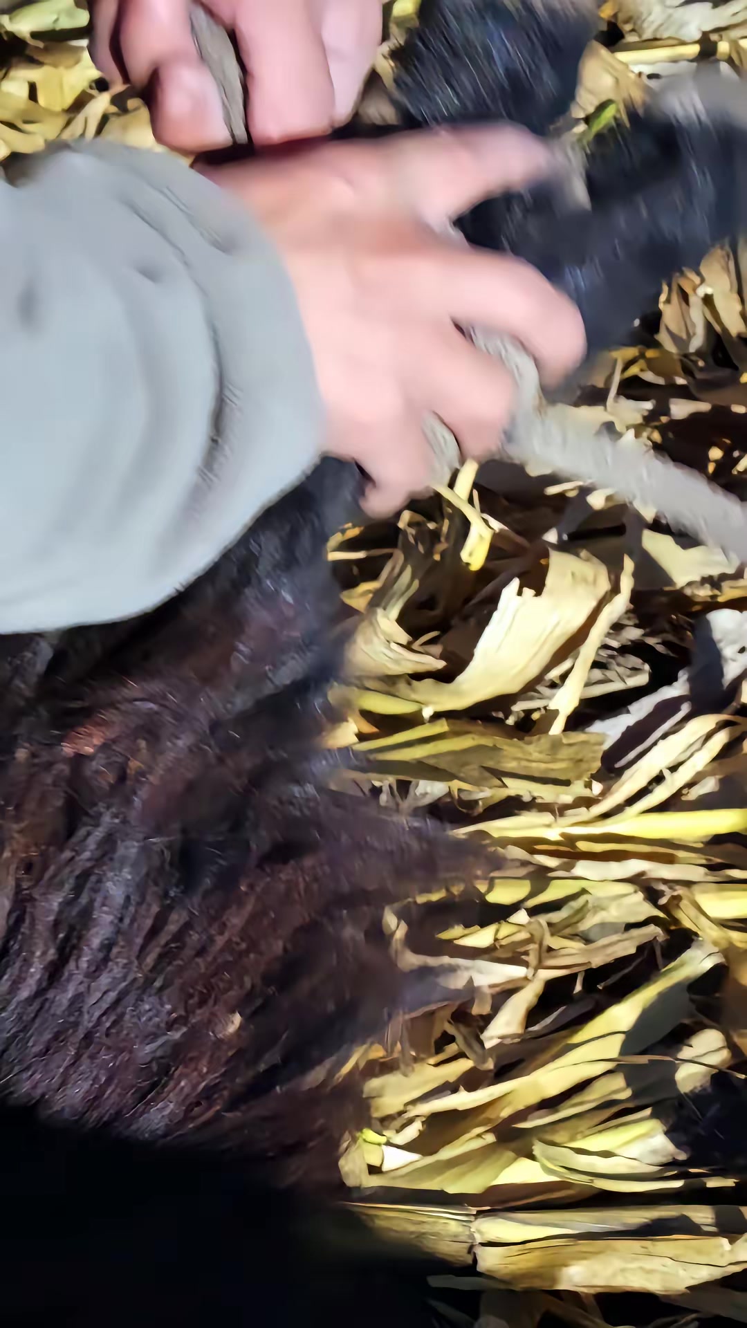 《邪惡的黑山羊》劇照