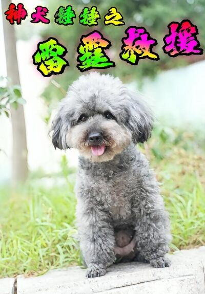 神犬锤锤之雷霆救援