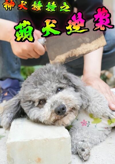 神犬锤锤之萌犬逆袭