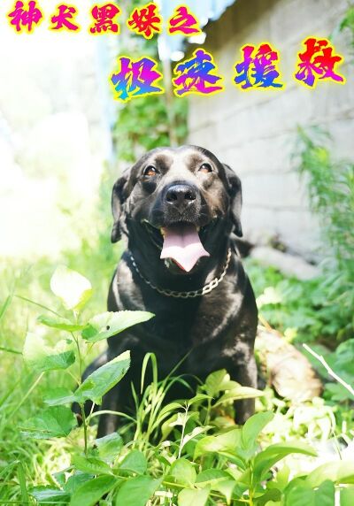 神犬黑妹之极速援救