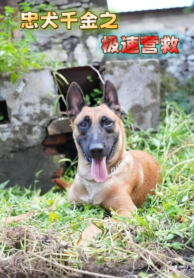 忠犬千金之极速营救