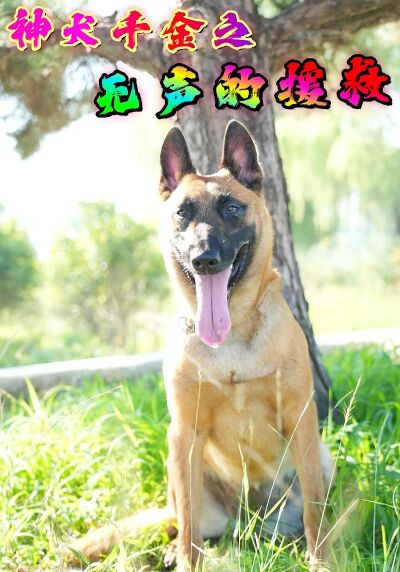 神犬千金之无声的援救