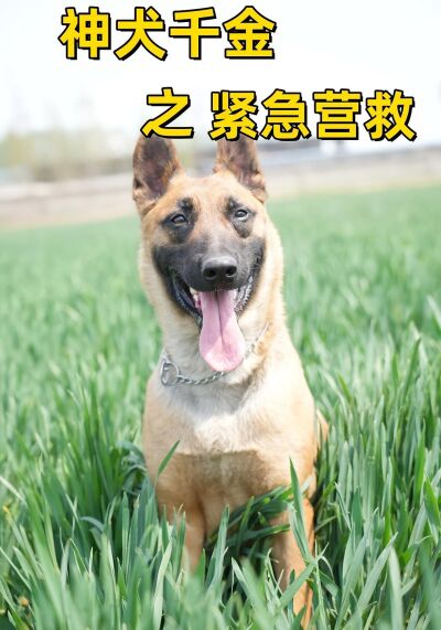 神犬千金之紧急营救