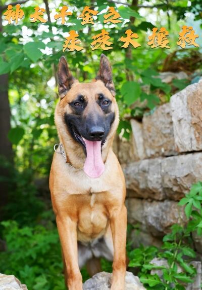 神犬千金之疾速大援救