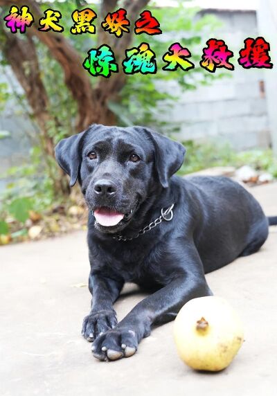 神犬黑妹之惊魂大救援