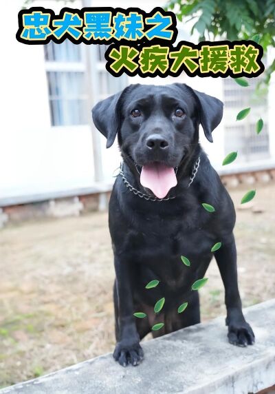 忠犬黑妹之火疾大援救