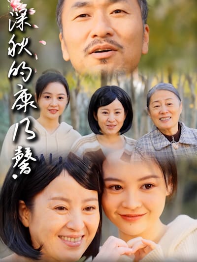 深秋的康乃馨