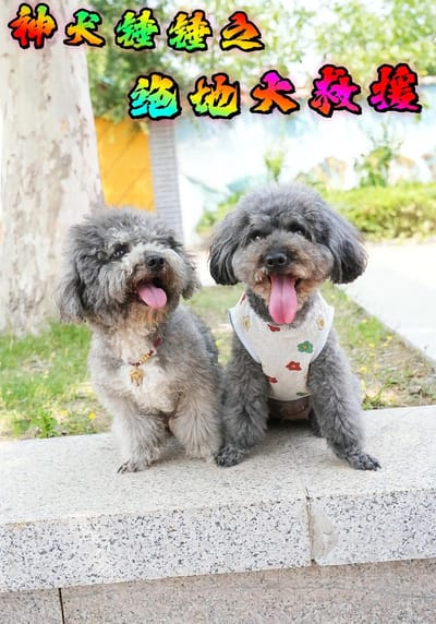 神犬锤锤之绝地大救援