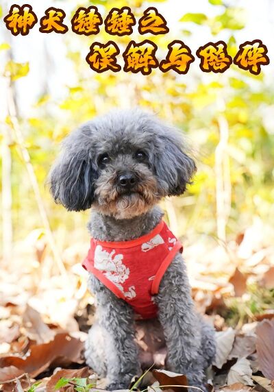 神犬锤锤之误解与陪伴