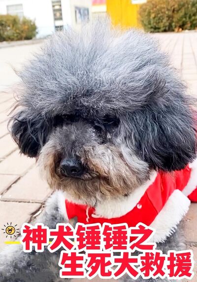 神犬锤锤之生死大救援