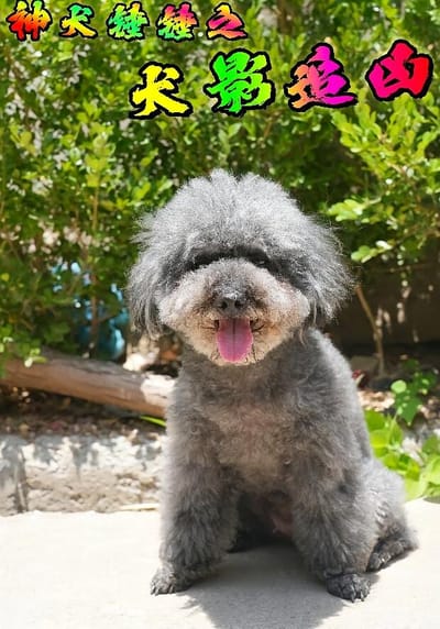 神犬锤锤之犬影追凶