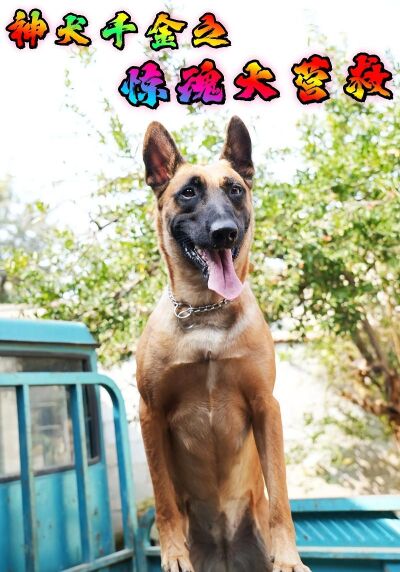 神犬千金之惊魂大营救