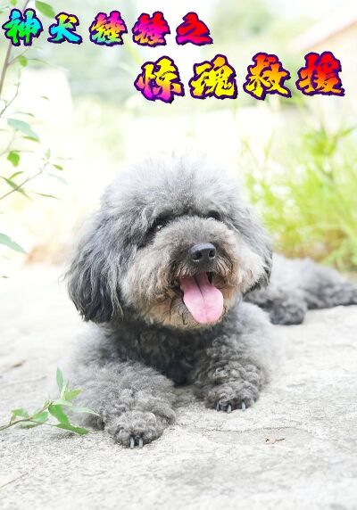 神犬锤锤之惊魂救援