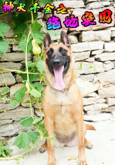 神犬千金之绝地突围