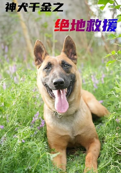 神犬千金之绝地救援