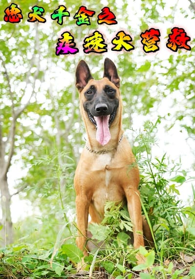 忠犬千金之疾速大营救