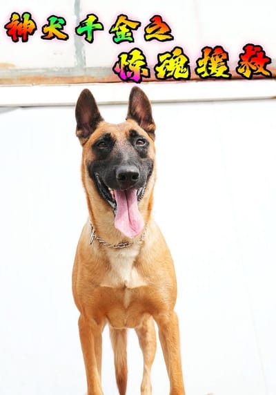 神犬千金之惊魂援救