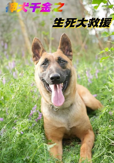 神犬千金之生死大救援