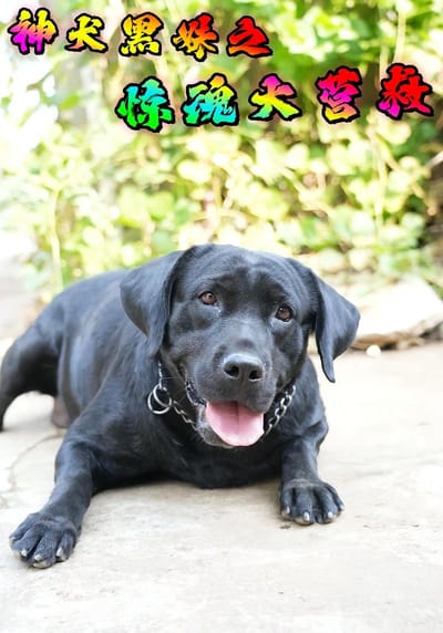 神犬黑妹之惊魂大营救