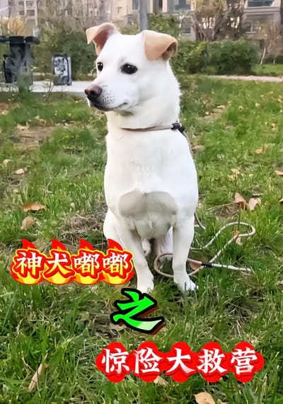 神犬嘟嘟之驚險大救營