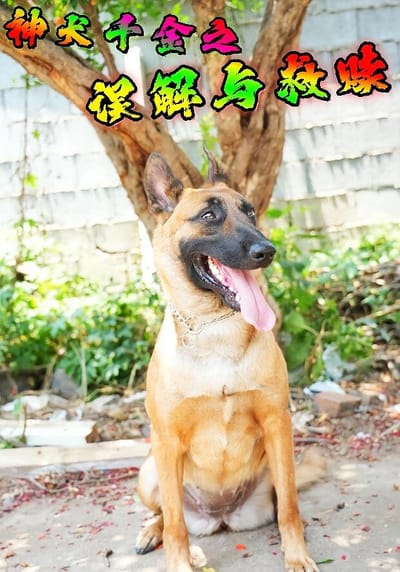 神犬千金之误解与救赎
