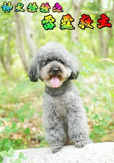 神犬锤锤之雷霆救主
