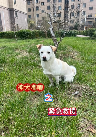 神犬嘟嘟之緊急救援