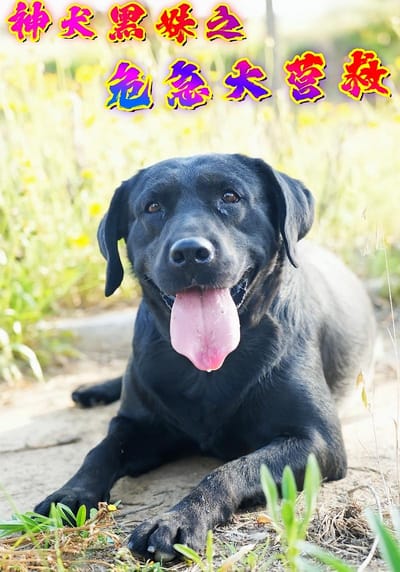 神犬黑妹之危急大营救