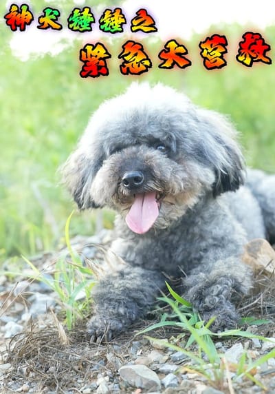 神犬锤锤之紧急大营救