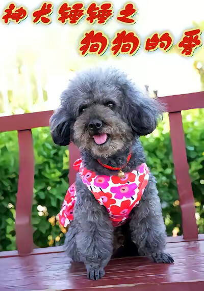 《神犬錘錘之狗狗的愛》劇照