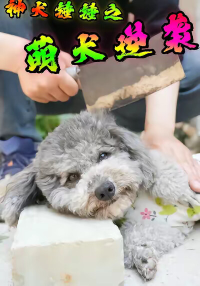 《神犬錘錘之萌犬逆襲》劇照