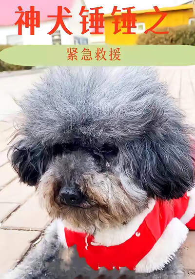《神犬錘錘之緊急救援》劇照