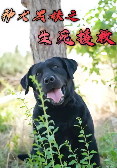 《神犬黑妹之生死援救》劇照